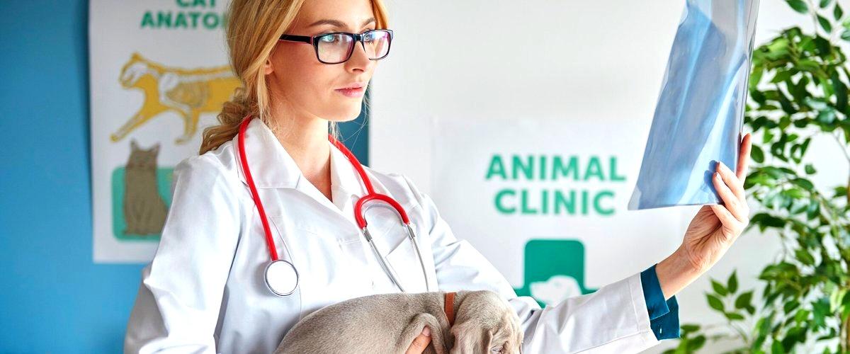 ¿Cuáles son las especialidades más comunes en veterinaria?