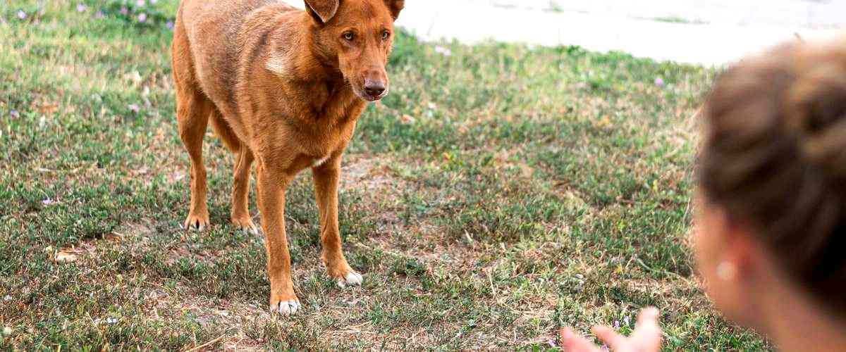 ¿Cuáles son las habilidades necesarias para ser adiestrador canino?