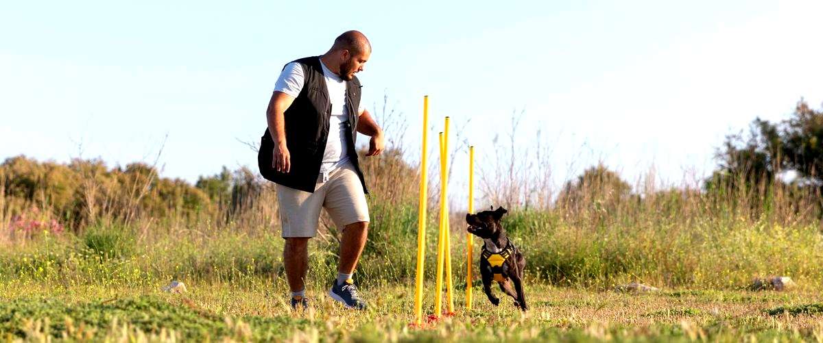 ¿Cuáles son las habilidades necesarias para ser un adiestrador canino?