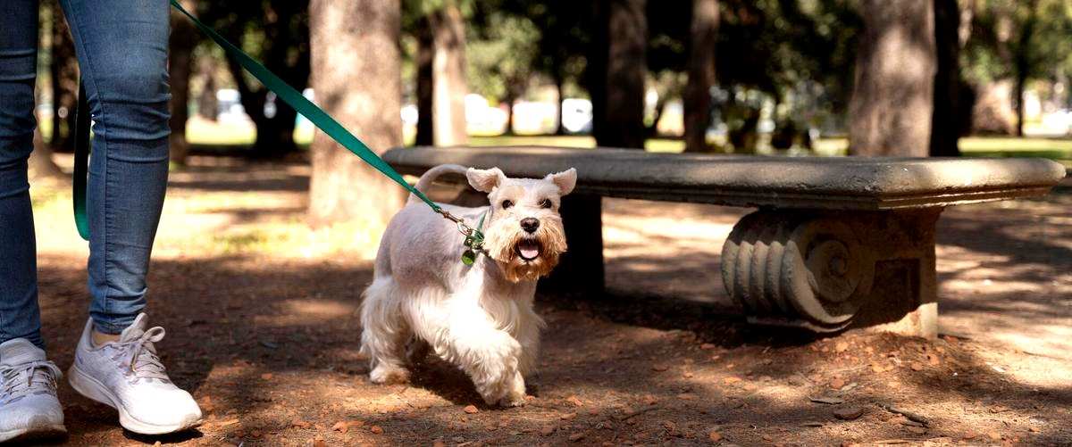 ¿Cuáles son las habilidades necesarias para ser un adiestrador canino exitoso?