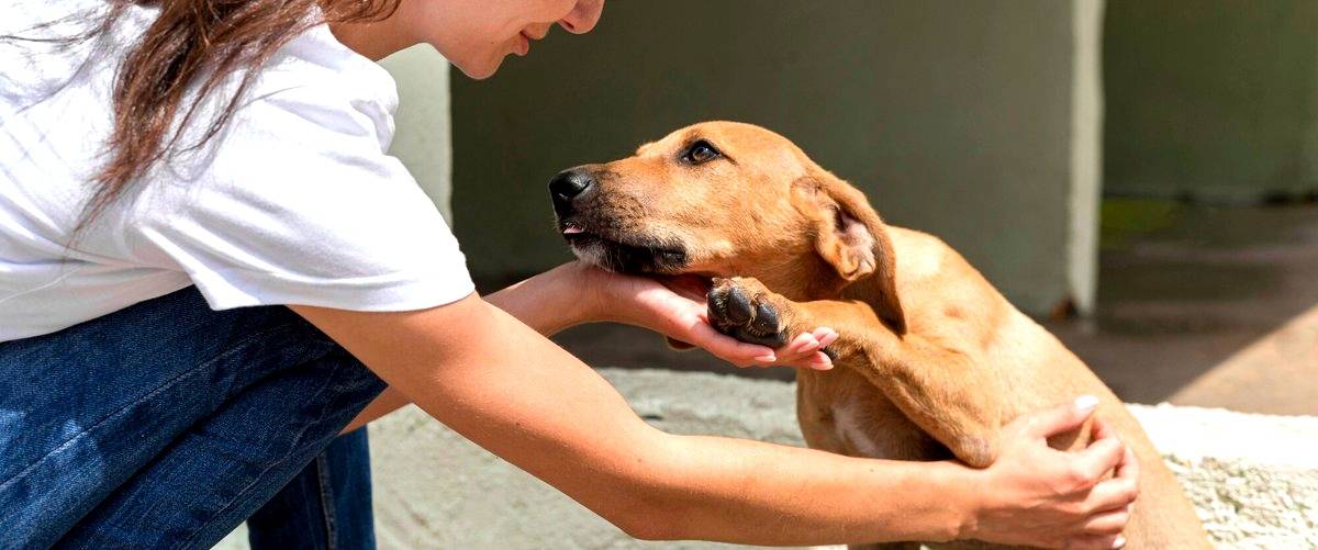 ¿Cuáles son las habilidades necesarias para ser un buen adiestrador canino?