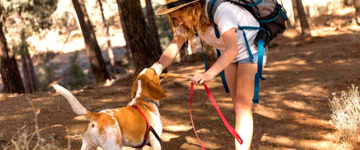 ¿Cuáles son las oportunidades laborales para un adiestrador canino en Burgos?