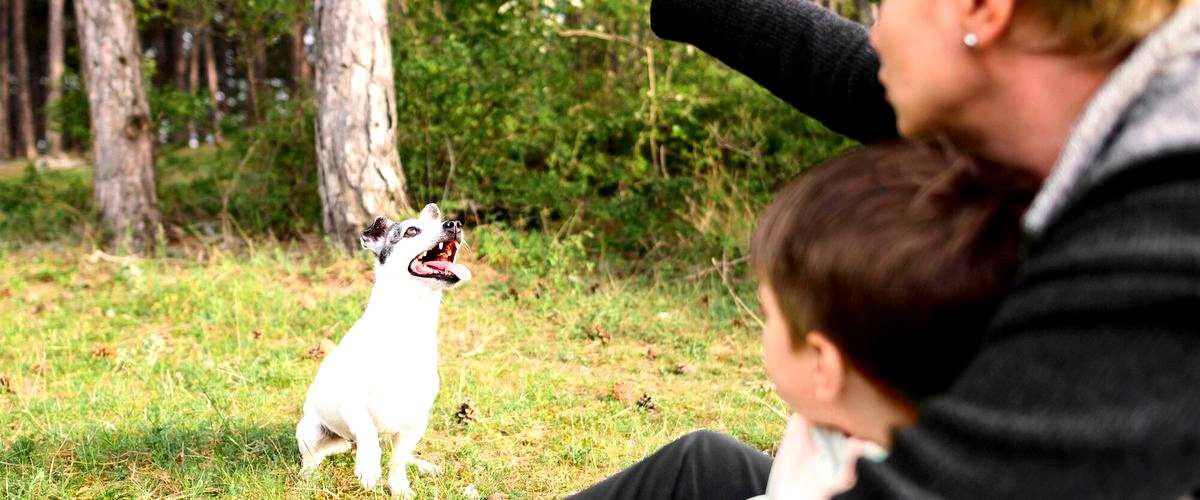 ¿Cuáles son las técnicas más efectivas de adiestramiento canino?