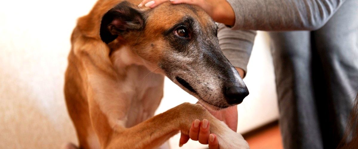 ¿Cuáles son los aspectos a considerar al elegir una guardería canina?