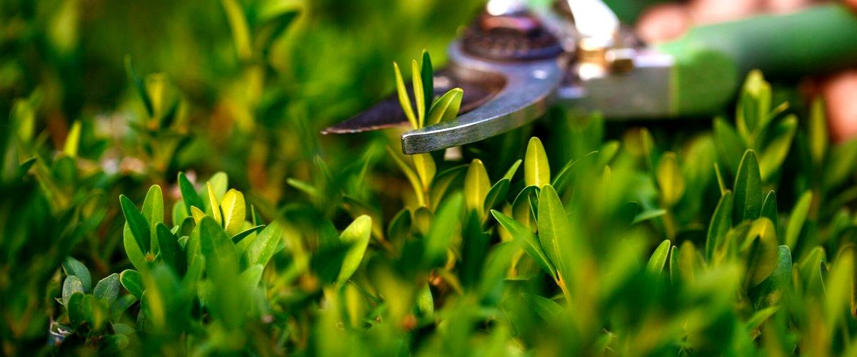 ¿Cuáles son los beneficios de contratar a una empresa de jardinería en Leganés?