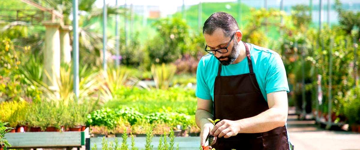 ¿Cuáles son los beneficios de contratar servicios de jardinería en Baleares?