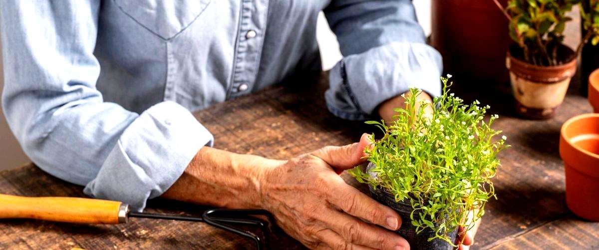 ¿Cuáles son los beneficios de contratar un servicio de jardinería?