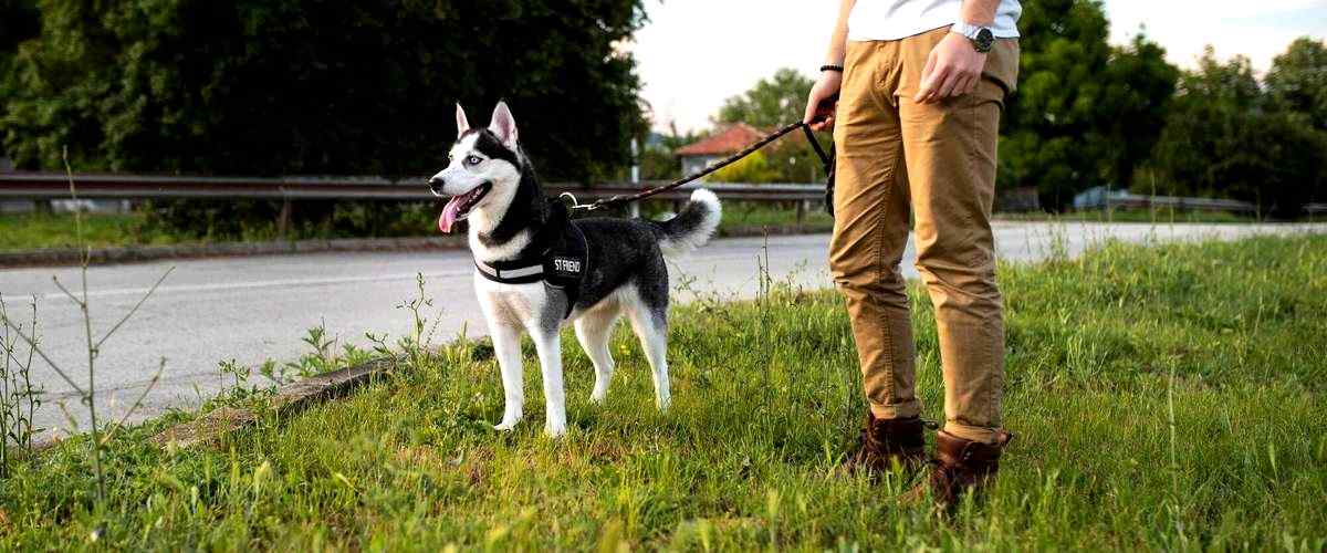 ¿Cuáles son los beneficios de hacer un curso de adiestramiento canino?