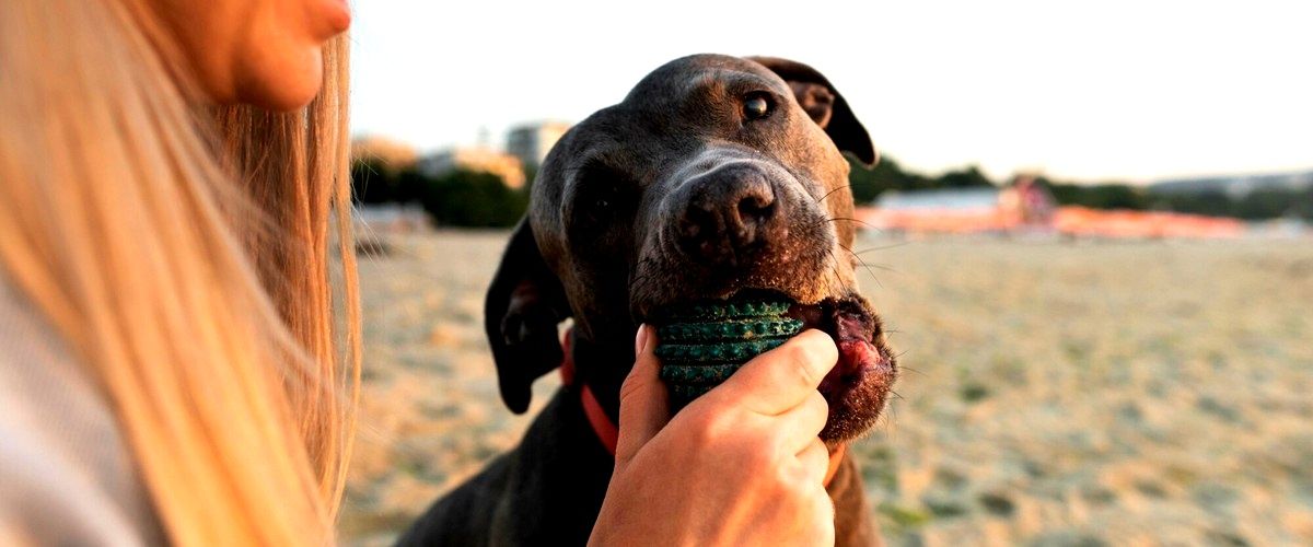 ¿Cuáles son los beneficios de tomar un curso de adiestramiento canino?