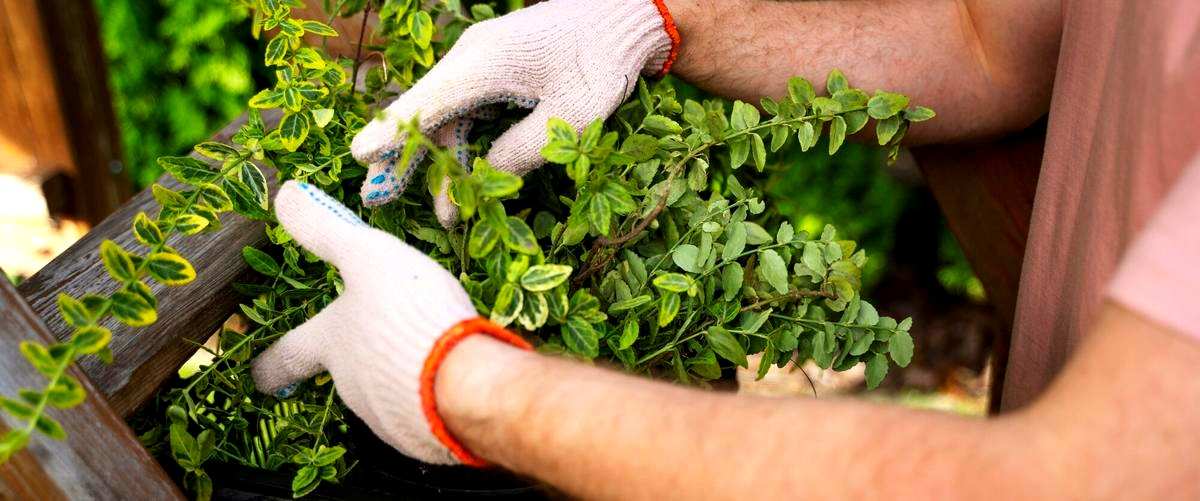 ¿Cuáles son los elementos que se incluyen en un servicio de jardinería?