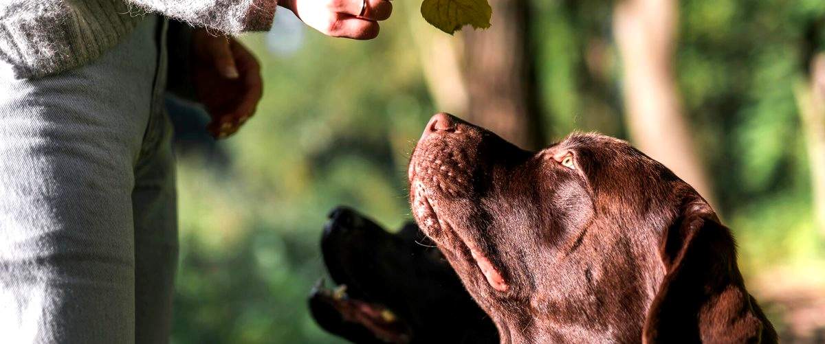 ¿Cuáles son los estudios necesarios para convertirse en adiestrador de perros?