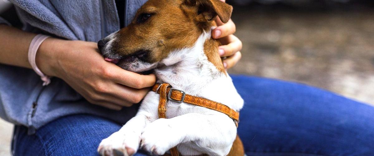 ¿Cuáles son los factores a considerar al elegir una guardería canina en Zamora?