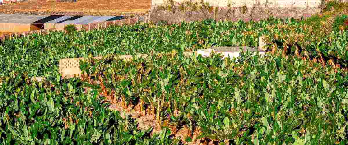 ¿Cuáles son los platos típicos que se pueden encontrar en una arrocería en Las Palmas?