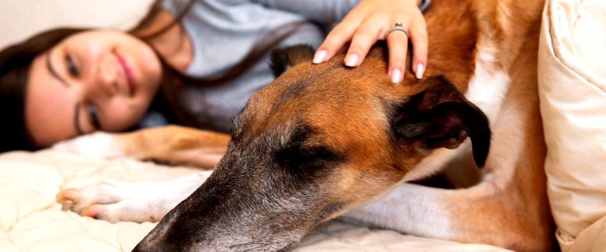 ¿Cuáles son los precios medios de hospedaje para perros en Lorca?