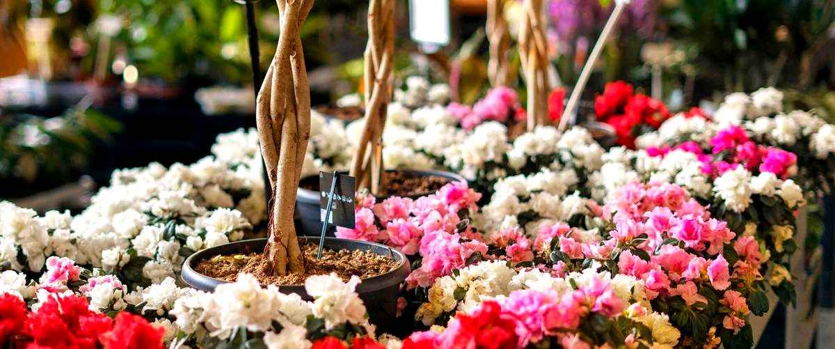 ¿Cuáles son los precios medios de los arreglos florales en Valencia?