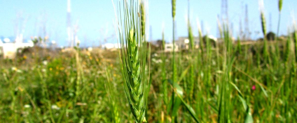 ¿Cuáles son los precios medios de los arroces en Elche?