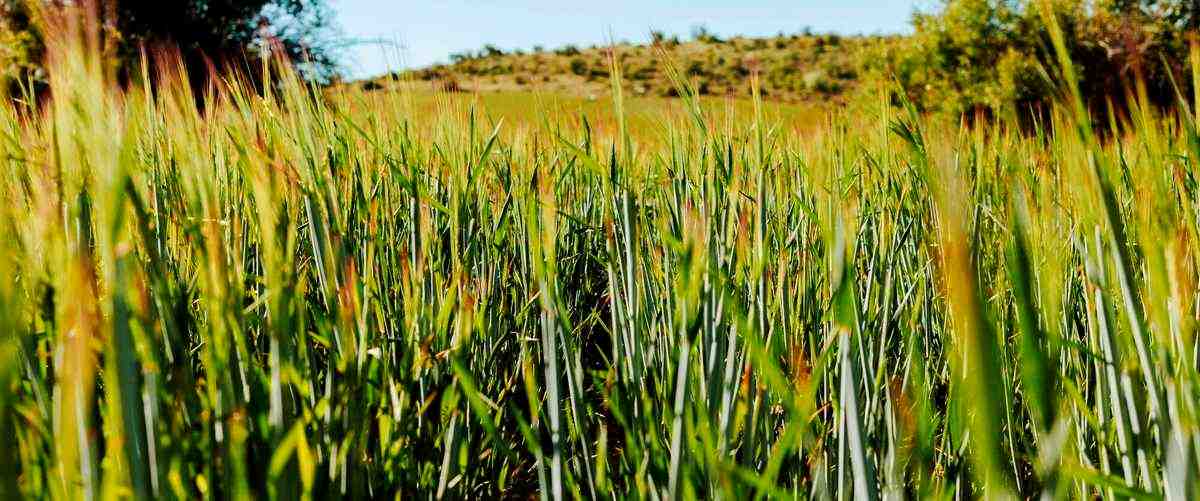 ¿Cuáles son los precios medios de los arroces en los restaurantes de Reus?