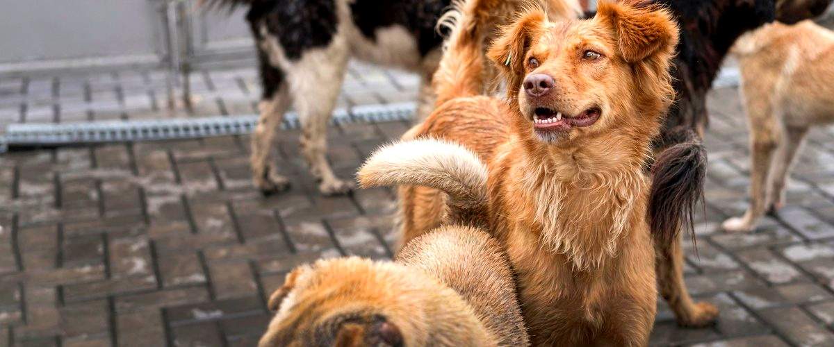 ¿Cuáles son los precios medios de los servicios de hospedaje para perros en Alcalá de Henares?