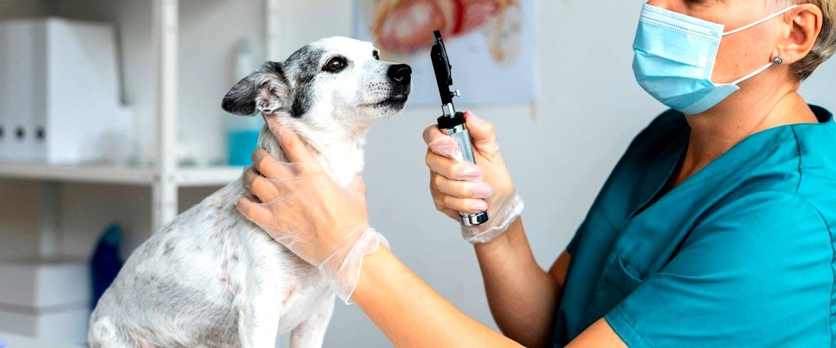 ¿Cuáles son los requisitos para estudiar veterinaria en Baleares?