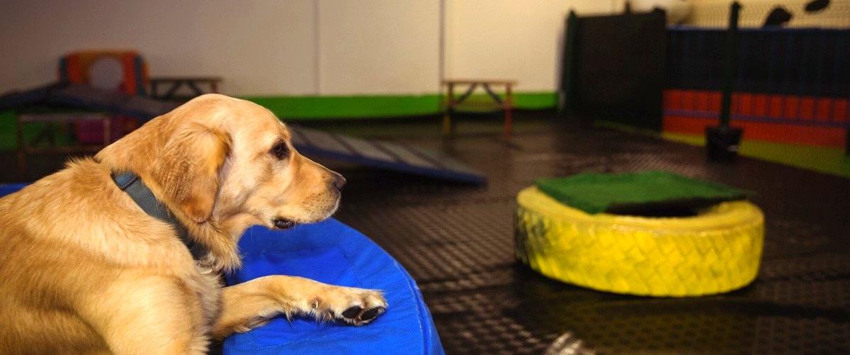 ¿Cuáles son los requisitos para hospedar a mi perro en un hotel para perros en Guipúzcoa?