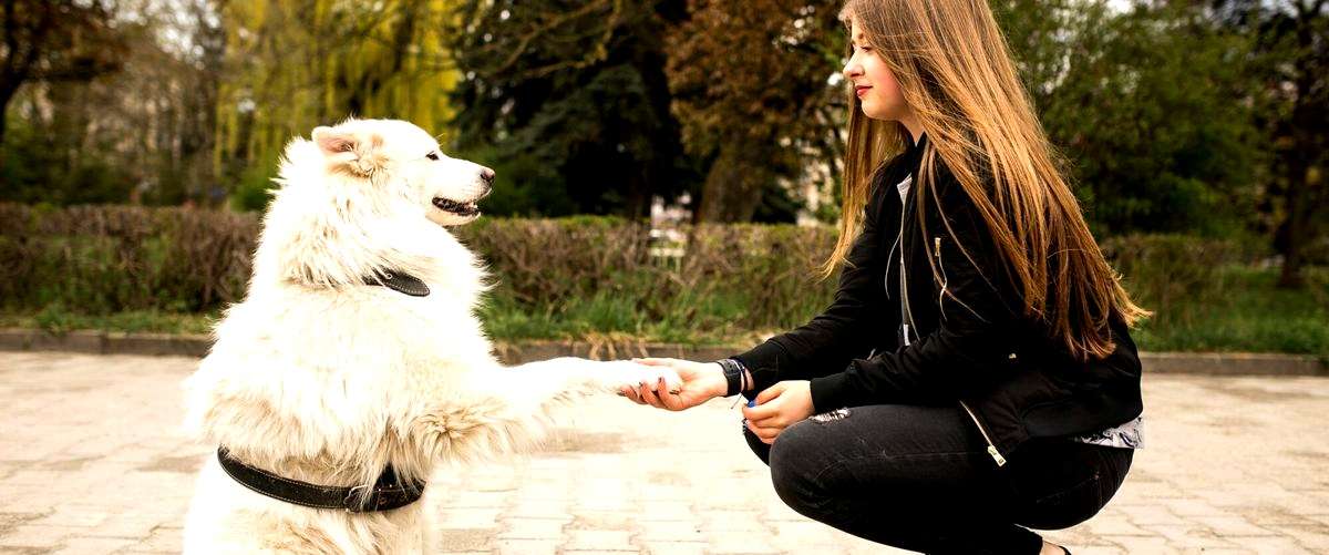 ¿Cuáles son los requisitos para ser adiestrador canino?