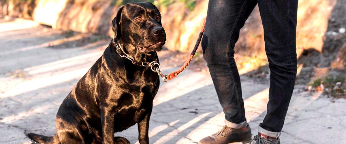 ¿Cuáles son los requisitos para ser adiestrador canino?