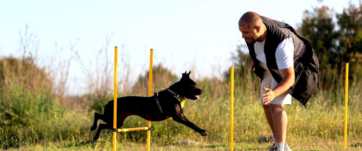 ¿Cuáles son los requisitos para ser adiestrador canino en España?