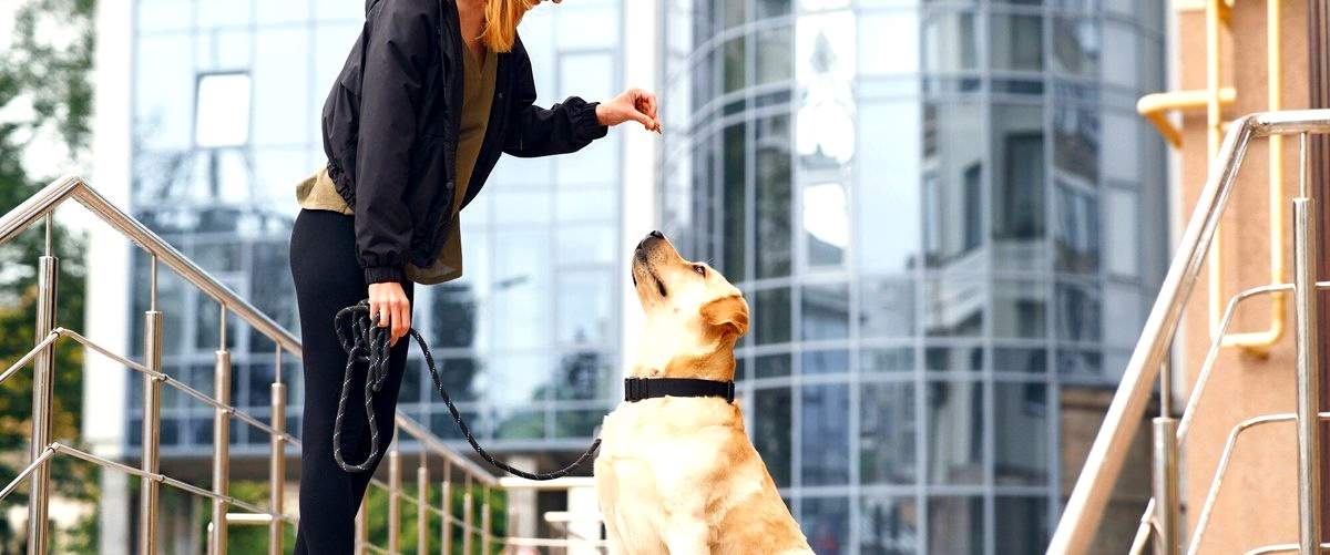 ¿Cuáles son los requisitos para ser un adiestrador canino profesional?