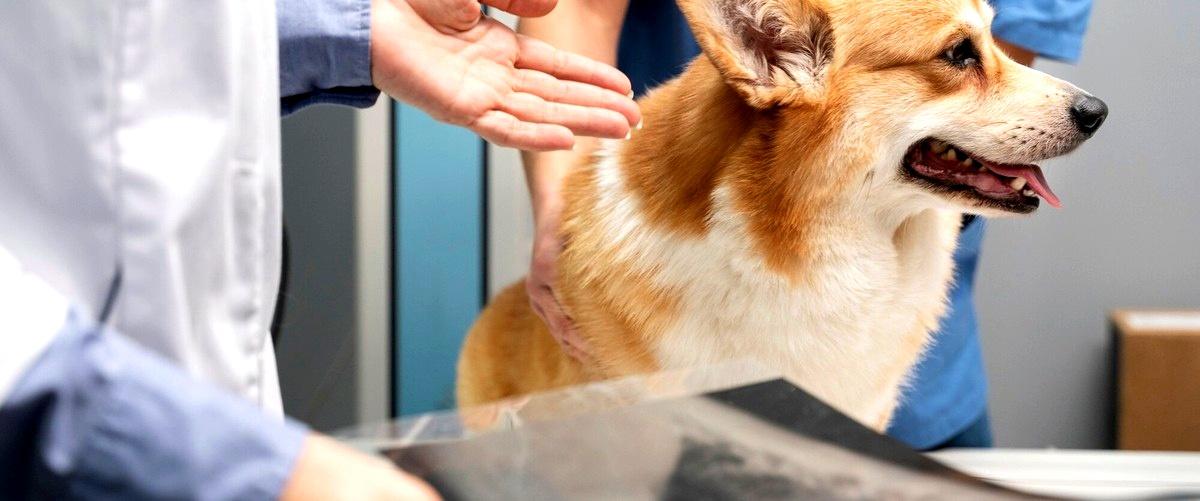 ¿Cuáles son los requisitos para ser veterinario en Elche (Alicante)?