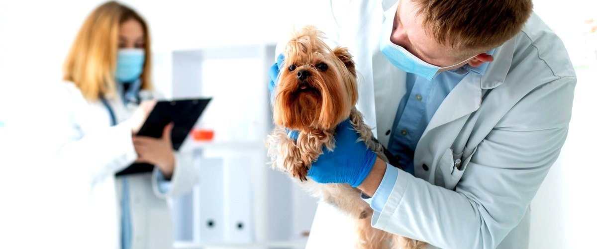 ¿Cuáles son los requisitos para trabajar como veterinario en Zaragoza?