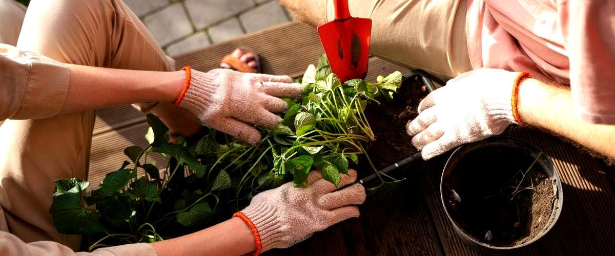 ¿Cuáles son los servicios de jardinería más solicitados en Gerona?