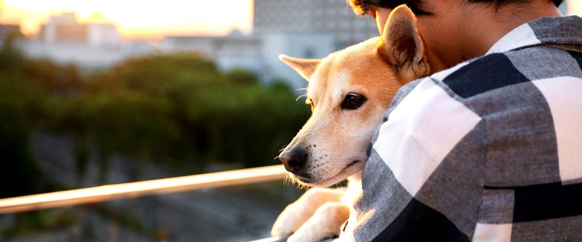 ¿Cuáles son los servicios más comunes ofrecidos por las guarderías para perros en Bilbao?