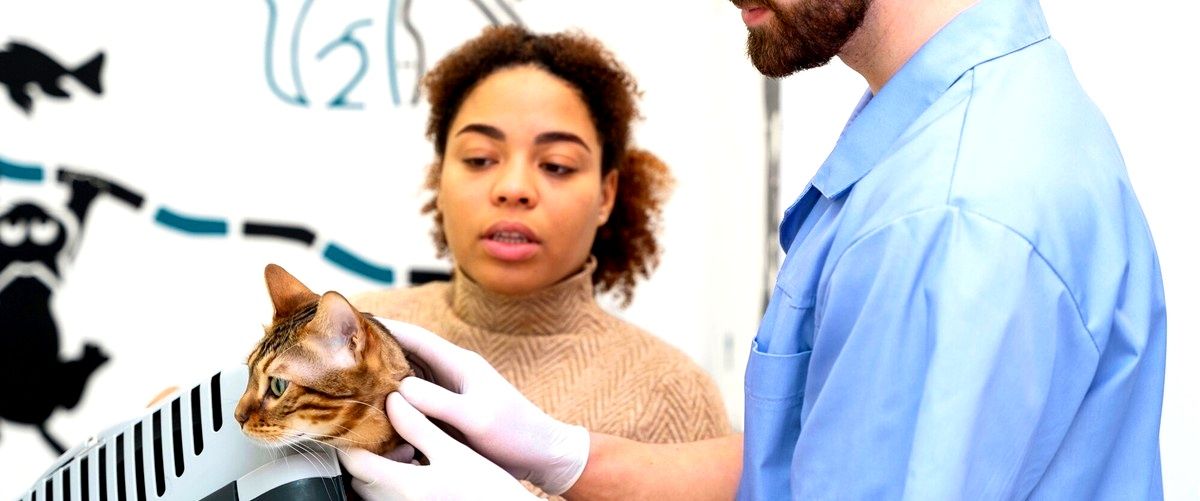 ¿Cuáles son los servicios más comunes ofrecidos por los veterinarios en Fuenlabrada?