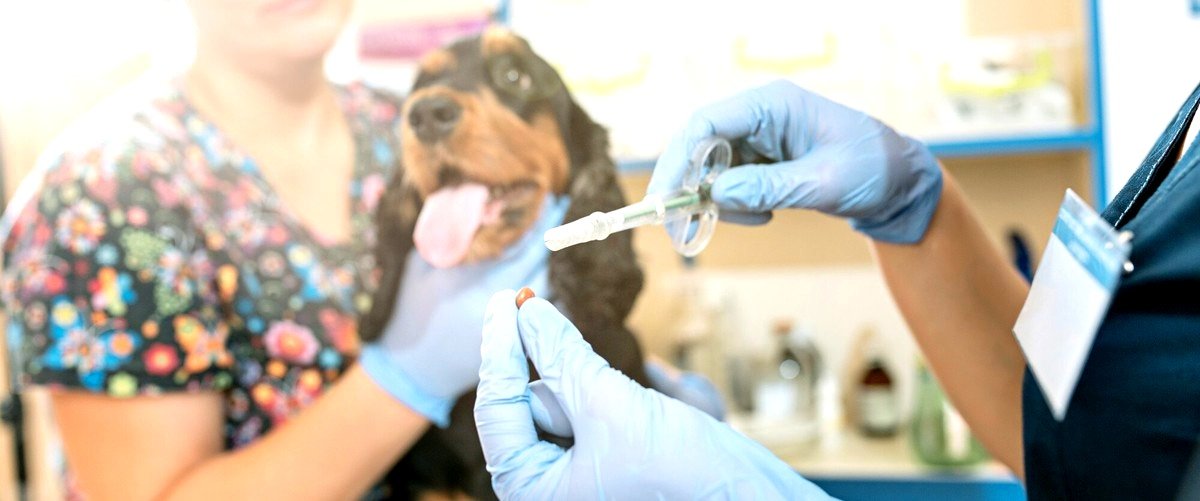 ¿Cuáles son los servicios más comunes ofrecidos por los veterinarios en Huelva?