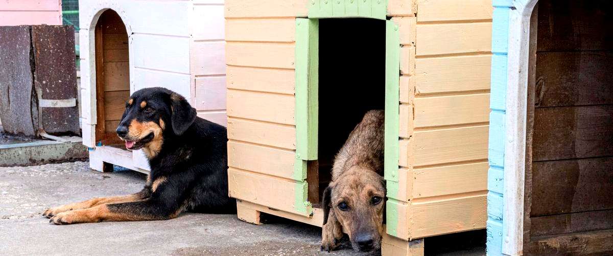 ¿Cuáles son los servicios ofrecidos en una residencia canina?