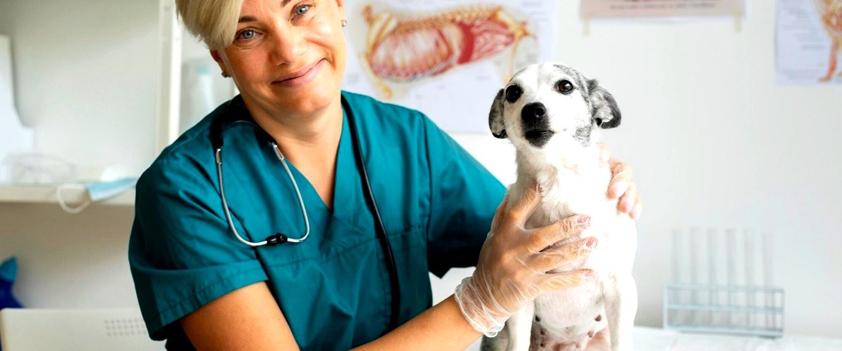 ¿Cuáles son los servicios que ofrece un veterinario en Guadalajara?