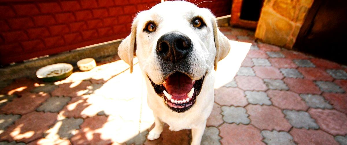 ¿Cuáles son los servicios que ofrece una residencia canina en Leganés (Madrid)?