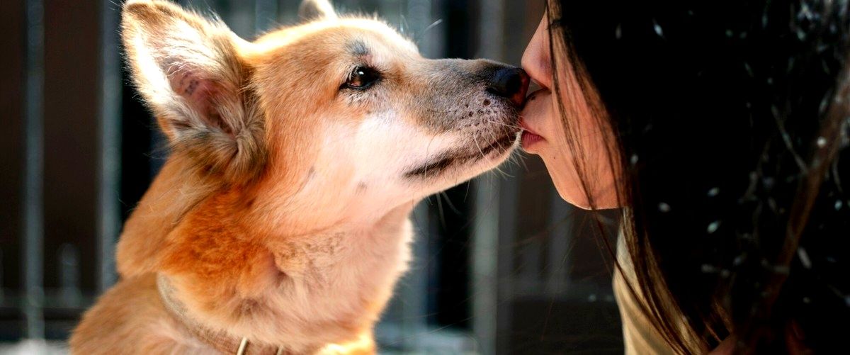 ¿Cuáles son los servicios que se ofrecen en una guardería canina?