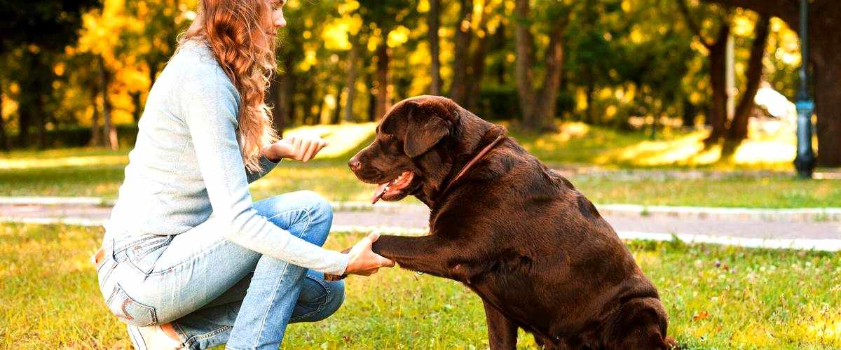 ¿Cuántas clases se necesitan para adiestrar a un perro?