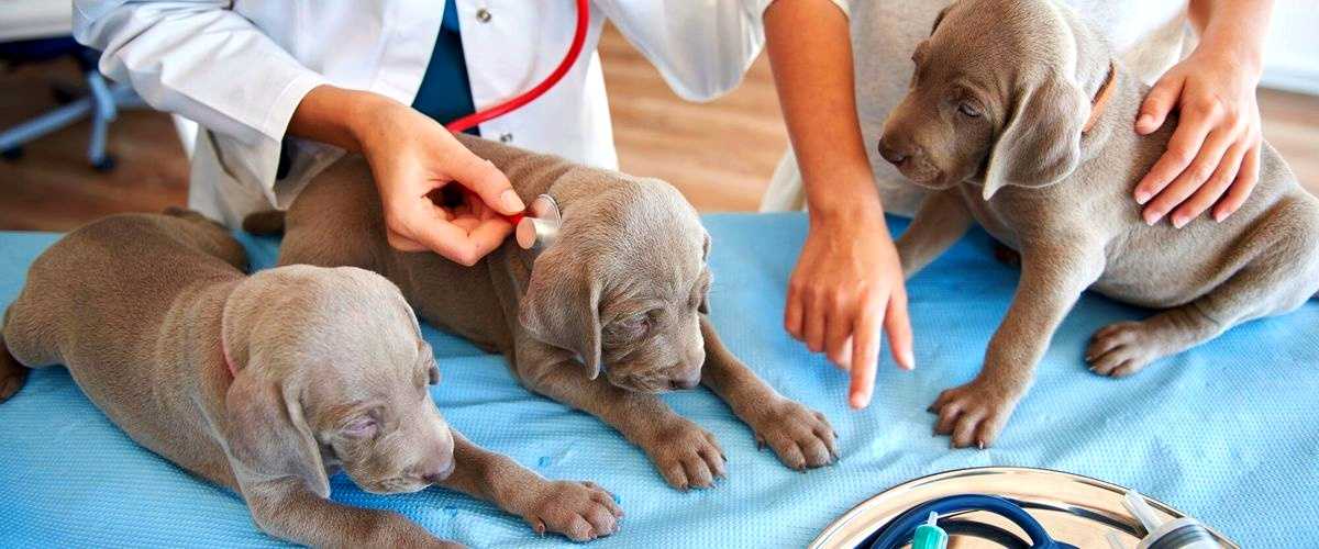 ¿Cuántas visitas al veterinario se recomiendan para una mascota en Vigo, Pontevedra?