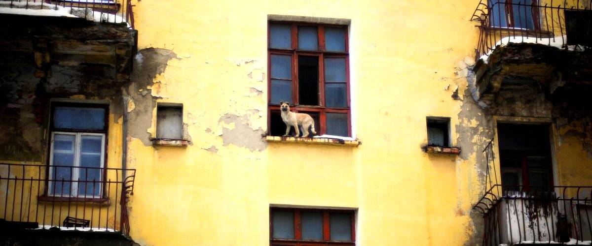 ¿Cuánto cobran las residencias caninas en Valladolid?
