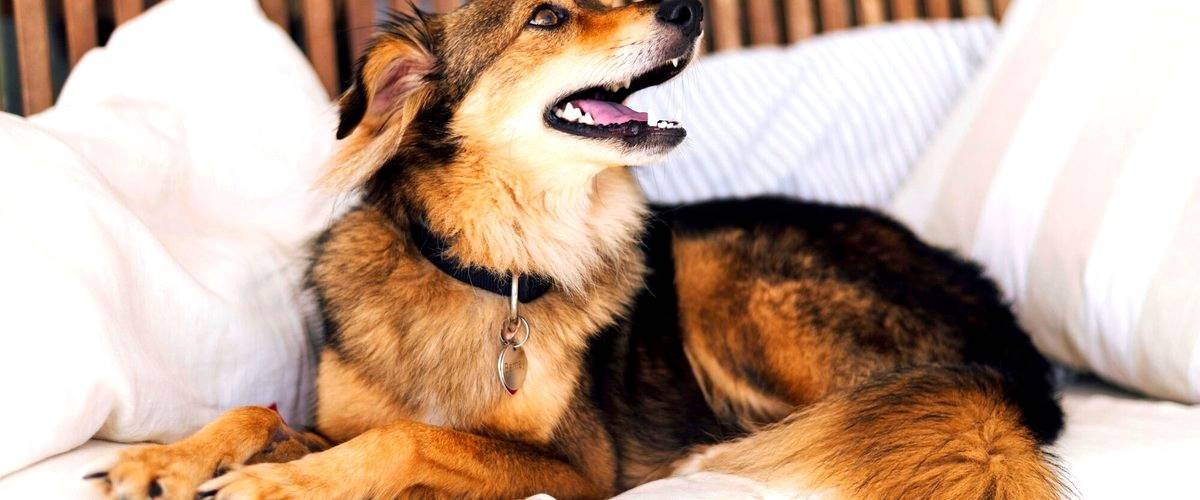 ¿Cuánto cuesta dejar a un perro en una residencia canina en León?