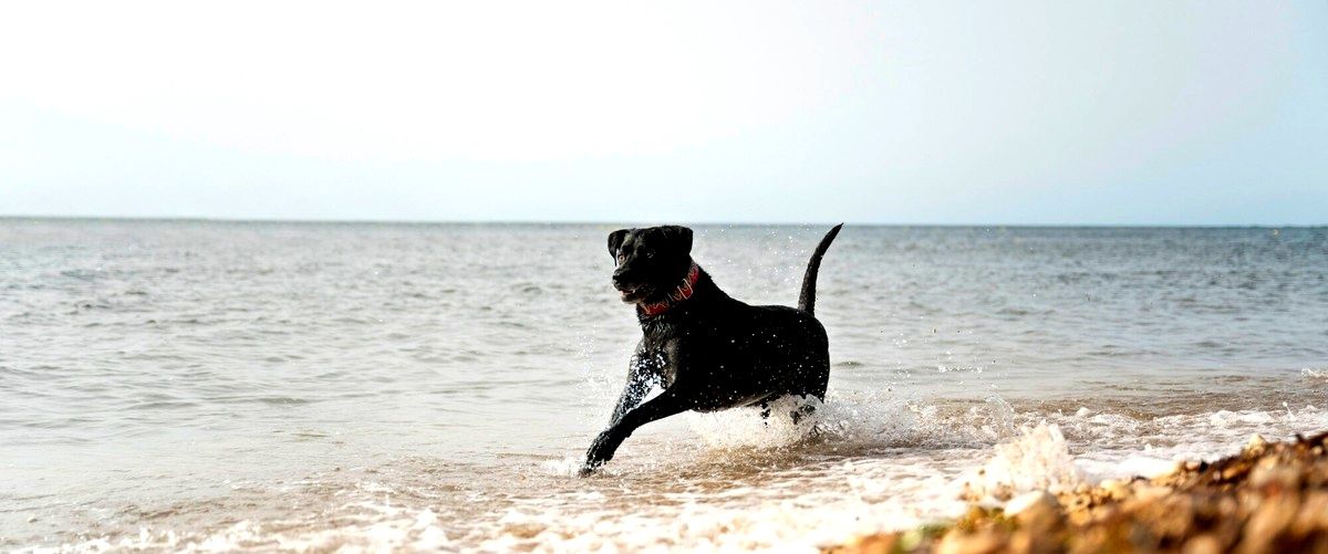 ¿Cuánto cuesta dejar un gato en una residencia canina en Baleares?