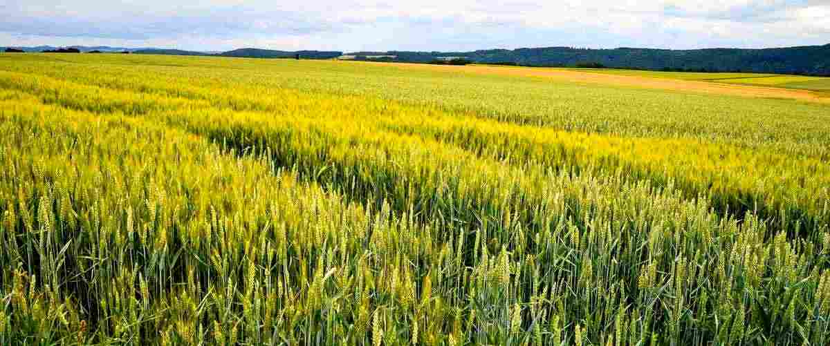 ¿Cuánto cuesta en promedio comer en una arrocería en Santiago de Compostela?