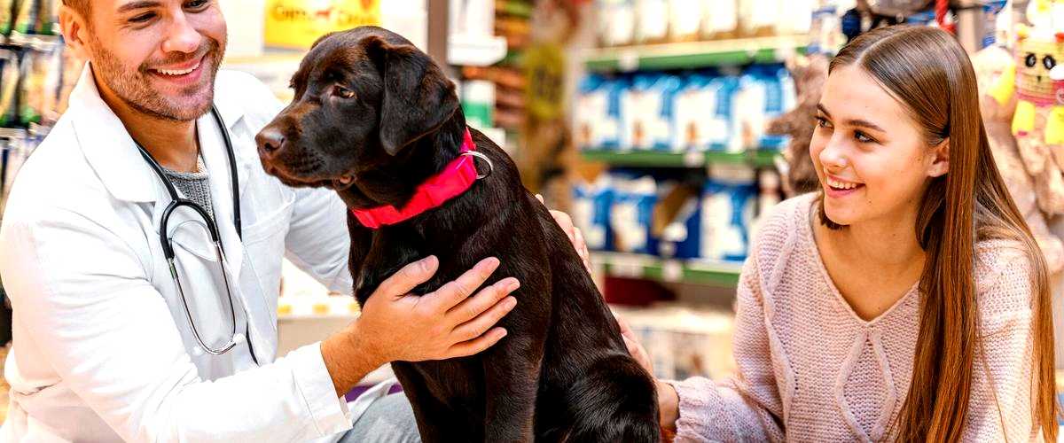 ¿Cuánto cuesta esterilizar a mi mascota en Barcelona?