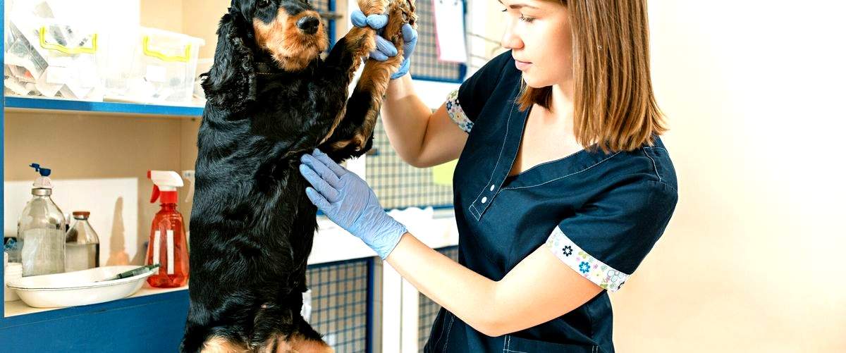 ¿Cuánto cuesta una consulta veterinaria en Las Rozas de Madrid, España?