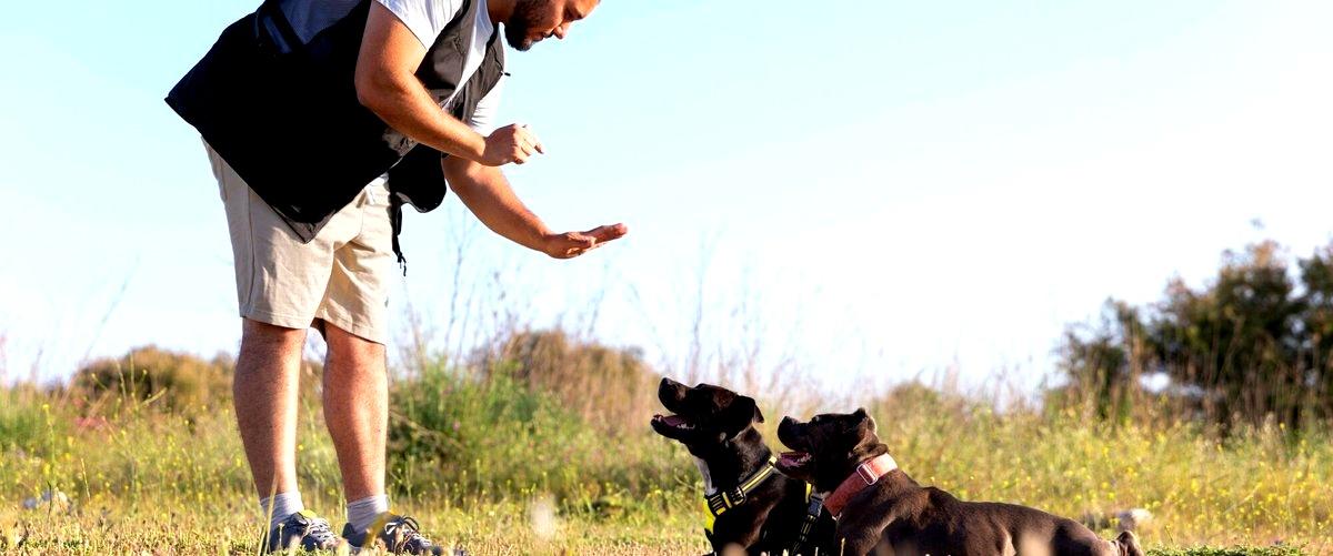 ¿Cuánto tiempo dura el curso de adiestrador canino en Cantabria?