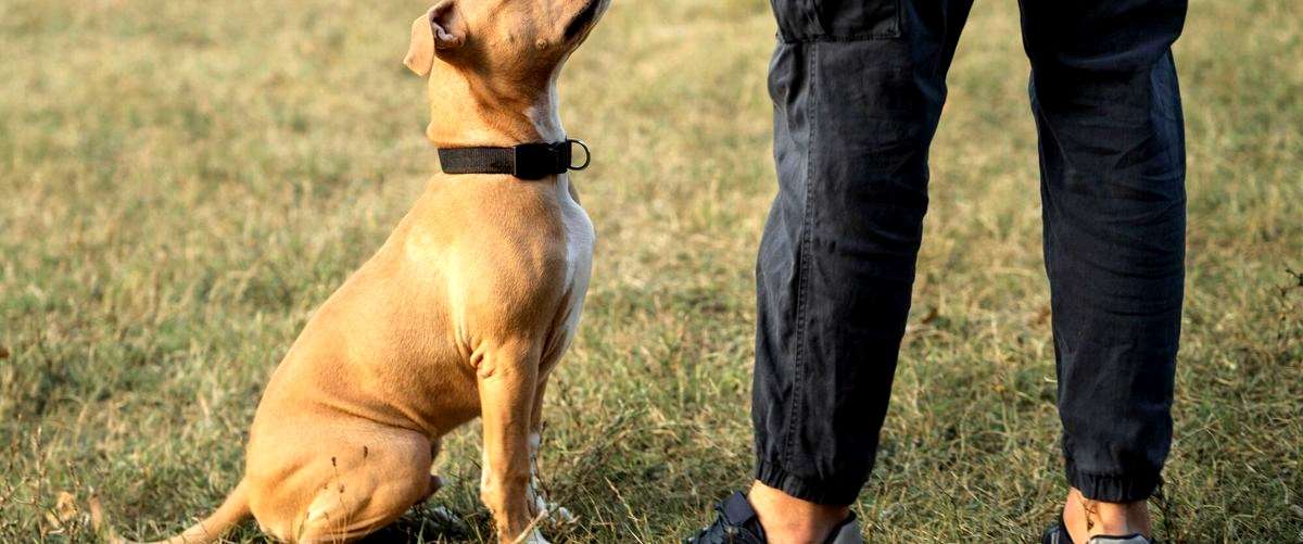 ¿Cuánto tiempo dura el curso de adiestrador canino en Castellón?