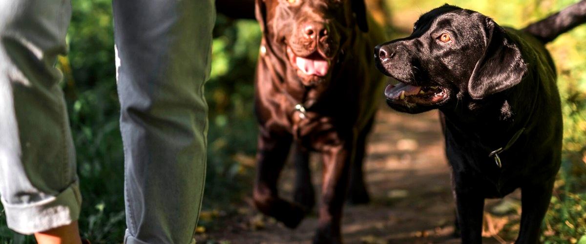 ¿Cuánto tiempo dura el curso de adiestrador canino en Cuenca?