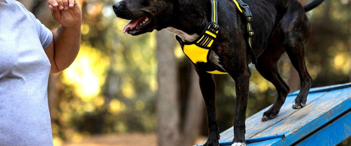 ¿Cuánto tiempo dura el curso de adiestrador canino en Guipúzcoa?